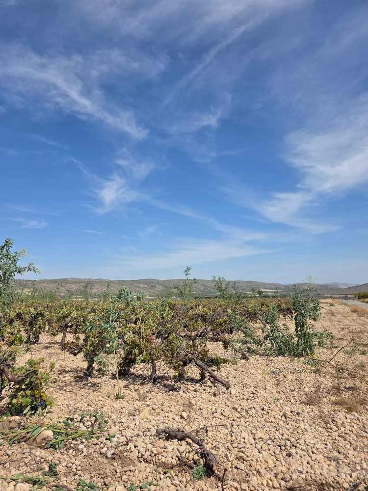 Finca de viña antes de la intervención